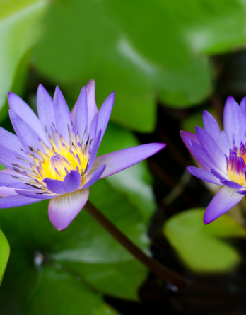 Buy blue lotus flower in UK